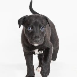 Sporty Mix Puppies from Rosette Sport Dogs