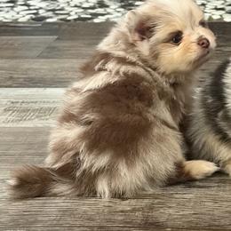 Merle male 1 - Chocolate merle male Pomeranian puppy in Indiana from Unique Uprisings