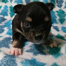 Rex - Black and white male Chihuahua puppy in Wytheville, Virginia from Southwest Virginia Chihuahua