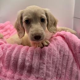 Lemon - Cream female Dachshund puppy in Mountain Home, Arkansas from Furry Friends Kennel