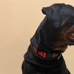 Great Danes and Rottweilers from Eastern Mountain Danes & Rottweilers