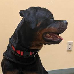 Great Danes and Rottweilers from Eastern Mountain Danes & Rottweilers