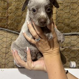 Bit - Blue male Australian Cattle Dog puppy in Timpson, Texas from Double S Kennel