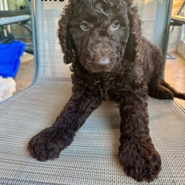 Hershey - Goldendoodle puppy from Wizard Doodles