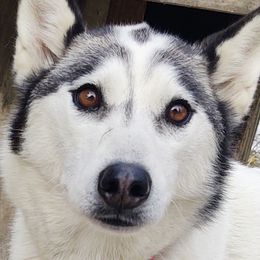 Leavie  - Siberian Husky