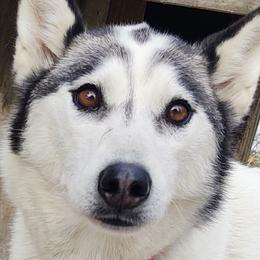 Leavie  - Siberian Husky