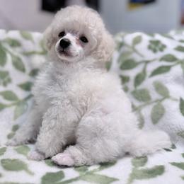 Loki - White male Poodle puppy in Marsing, Idaho from Araceli Toy Poodles