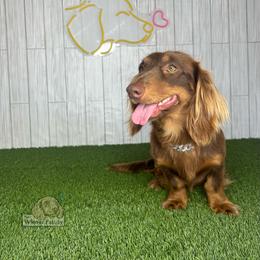 Dachshund All Grown Up from The Wiener Family