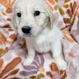 Pink girl - Light golden female Golden Retriever puppy in Tylertown, Mississippi from Southern Paws, LLC