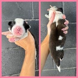 Pink - Mahogany and white female Saint Bernard puppy in Ladysmith, Wisconsin from Northwoods Saint Bernards