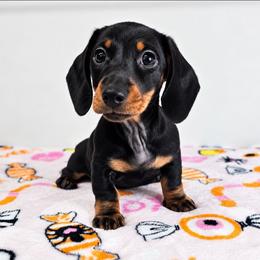 Black and tan female (bigger) - Black and tan female Dachshund puppy in Belle Rive, Illinois from Akin's Miniature Dachshunds, LLC