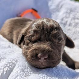 Orange collar - Brown and white male Aussiedoodle puppy in Coulee City, Washington from Mr and Mrs Doodle Farm