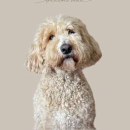 Honey - Goldendoodle