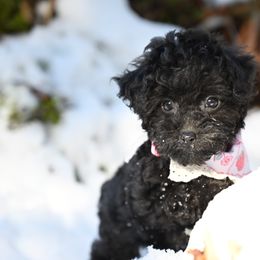 Cavapoo, Cockapoo, and Poodle Puppies from Heavenly Puppies to Love