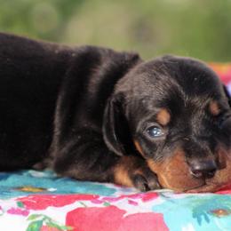 Enzo - Blue and tan male Dachshund puppy in Greenup, Kentucky from Tygart Creek Dachshunds