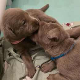 Labrador Retriever Puppies from Ellis Labs