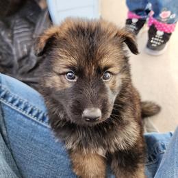 Neo - Sable male German Shepherd puppy in Los Lunas, New Mexico from Mali's German Shepherds