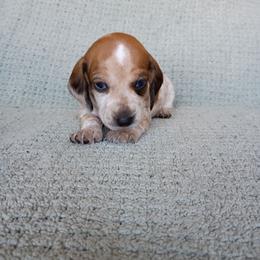 Girl 1 - Piebald female Dachshund puppy in Gracemont, Oklahoma from Frank's Mini Doxies