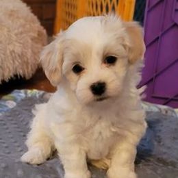 Havanese from Tiffany Taylor's Havanese
