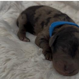 Mr Blue - Merle male Goldendoodle puppy in San Diego, California from Sensational Doodles