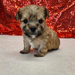 Waffles - Gold male Morkie puppy in Monticello, Iowa from Ashley’s Puppies