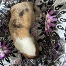 Gracie - Sable merle female Collie puppy in Richmond, Kentucky from Puppy Dog City