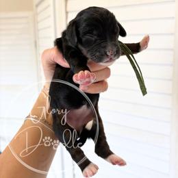 Green - Tri-color female Bernedoodle puppy in Rockwall, Texas from Glory Doodles