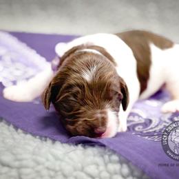 Miss Lavender - Chocolate female Australian Labradoodle puppy in Wake Forest, North Carolina from Lucky Country Labradoodles
