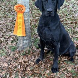 Dallas - Labrador Retriever
