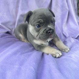 French Bulldog Puppies from Kehaulani Crittle