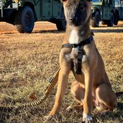 Belgian Malinois, German Shepherd, and Working Dog Cross Puppies from Laeknir K9