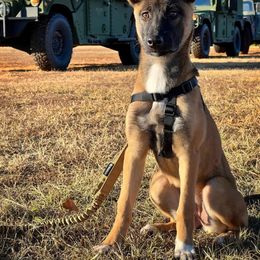 Belgian Malinois, German Shepherd, and Working Dog Cross Puppies from Laeknir K9