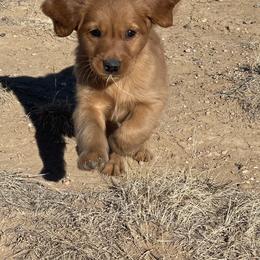 Luna - Golden female Golden Retriever puppy in Wellington, Colorado from High Country Golden Retrievers