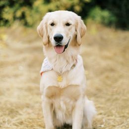 Scout - Golden Retriever