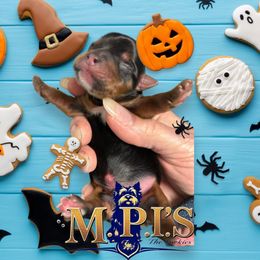 Traditional - Black and tan male Yorkshire Terrier puppy in Augusta, Georgia from Melissa's Paw Impressions