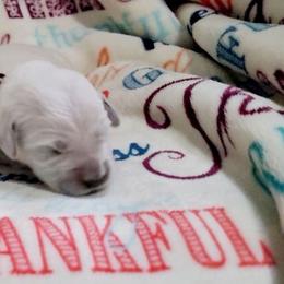 Ms. Brown - Light golden female Golden Retriever puppy in Campton, Kentucky from ElkRidge Goldens