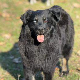 Tipsy - Australian Shepherd