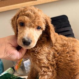 Vitani - Red Band Girl - Apricot female Poodle puppy in Plainfield, New Jersey from Caris Paws Poodles and Labradoodles