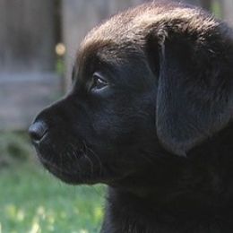 Labrador Retriever Puppies from BellaVista Labradors LLC