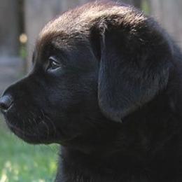 Labrador Retriever Puppies from BellaVista Labradors LLC