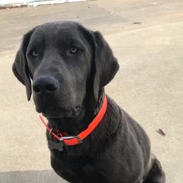 River - Dilute Retriever