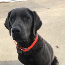 River - Dilute Retriever