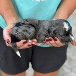 Duke - Blue merle male Aussiedoodle puppy in Ambrose, Georgia from Brandilyn's Aussies