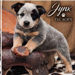 Jynx - Blue female Australian Cattle Dog puppy in Chillicothe, Missouri from TLC Cattle dogs
