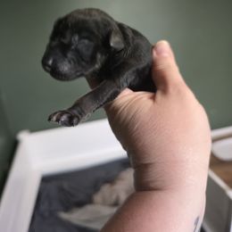 Orange Collar - Black and tan male Giant Schnauzer puppy in Cloverdale, Ohio from House of Roth Giant Schnauzers