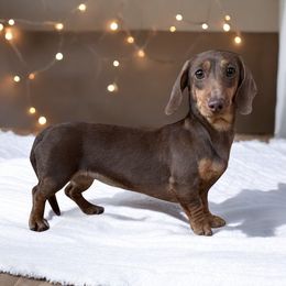 Brandy - Dachshund
