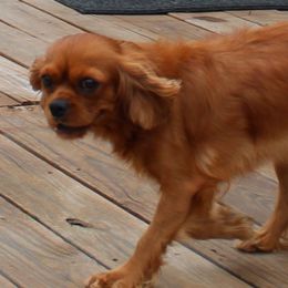 Raya - Cavalier King Charles Spaniel