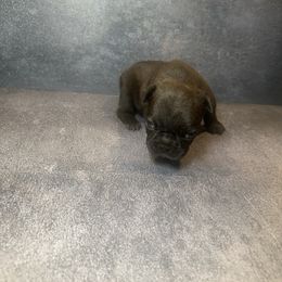 Mason - Black male French Bulldog puppy in Plainfield, New Jersey from Drea's French Bulldogs