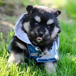 Pomeranian, Pomsky, and Siberian Husky Puppies from AMS Pomskies
