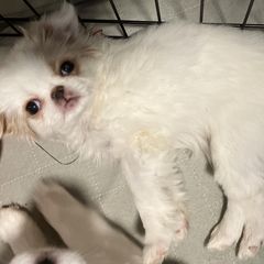 Japanese Chin Puppies from Cherishing Chins